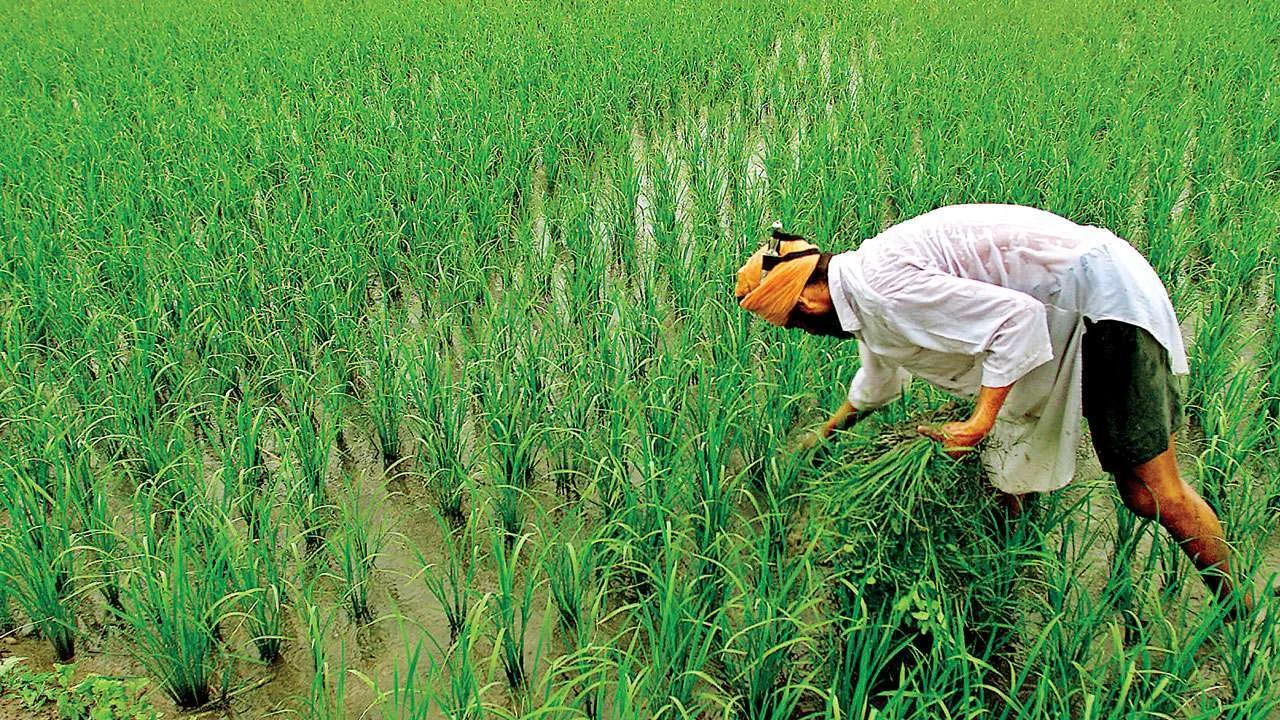 मुख्यमंत्री किसान बीमा योजना